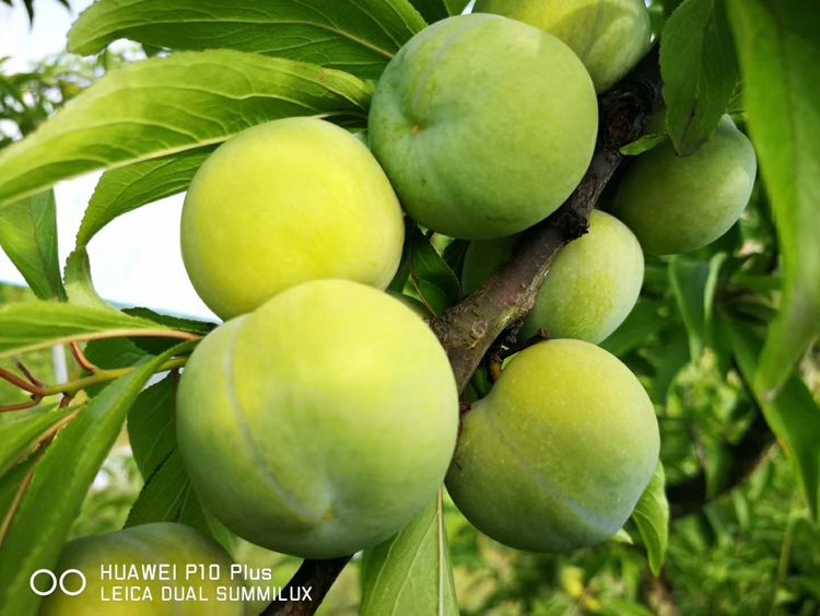 美篇1.jpg 美篇1.jpg