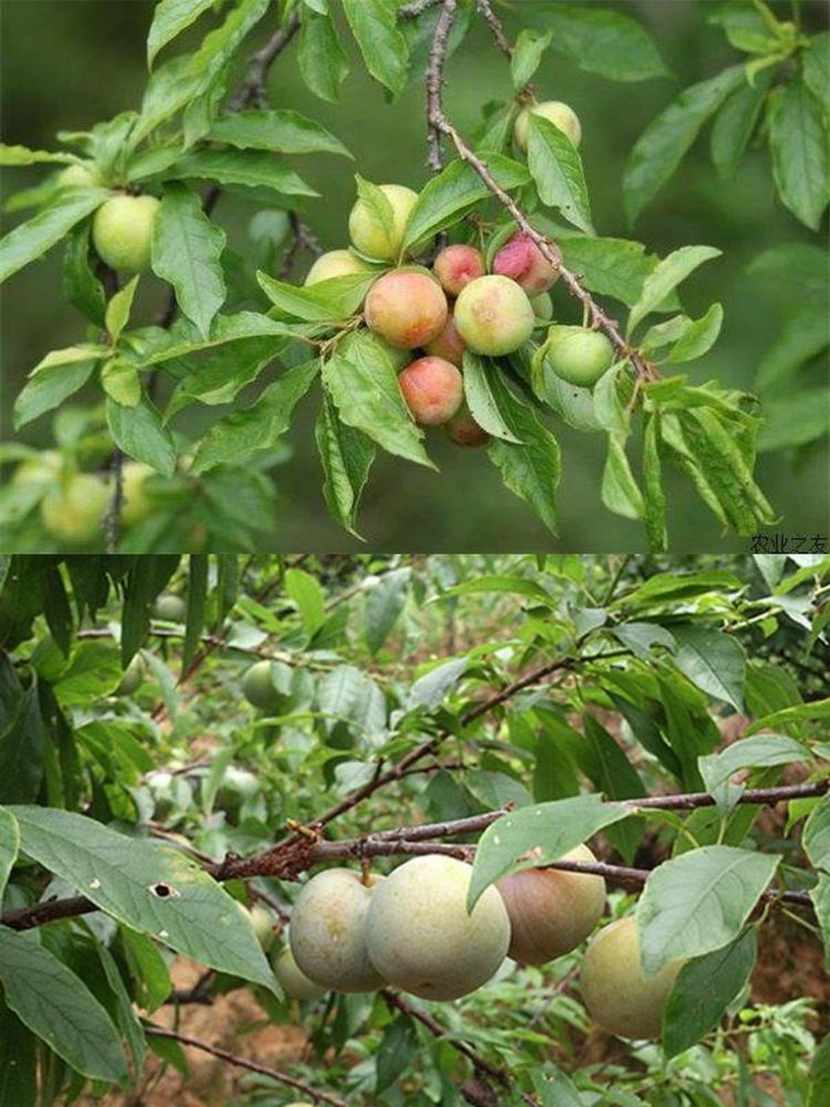 美篇5.jpg 美篇5.jpg