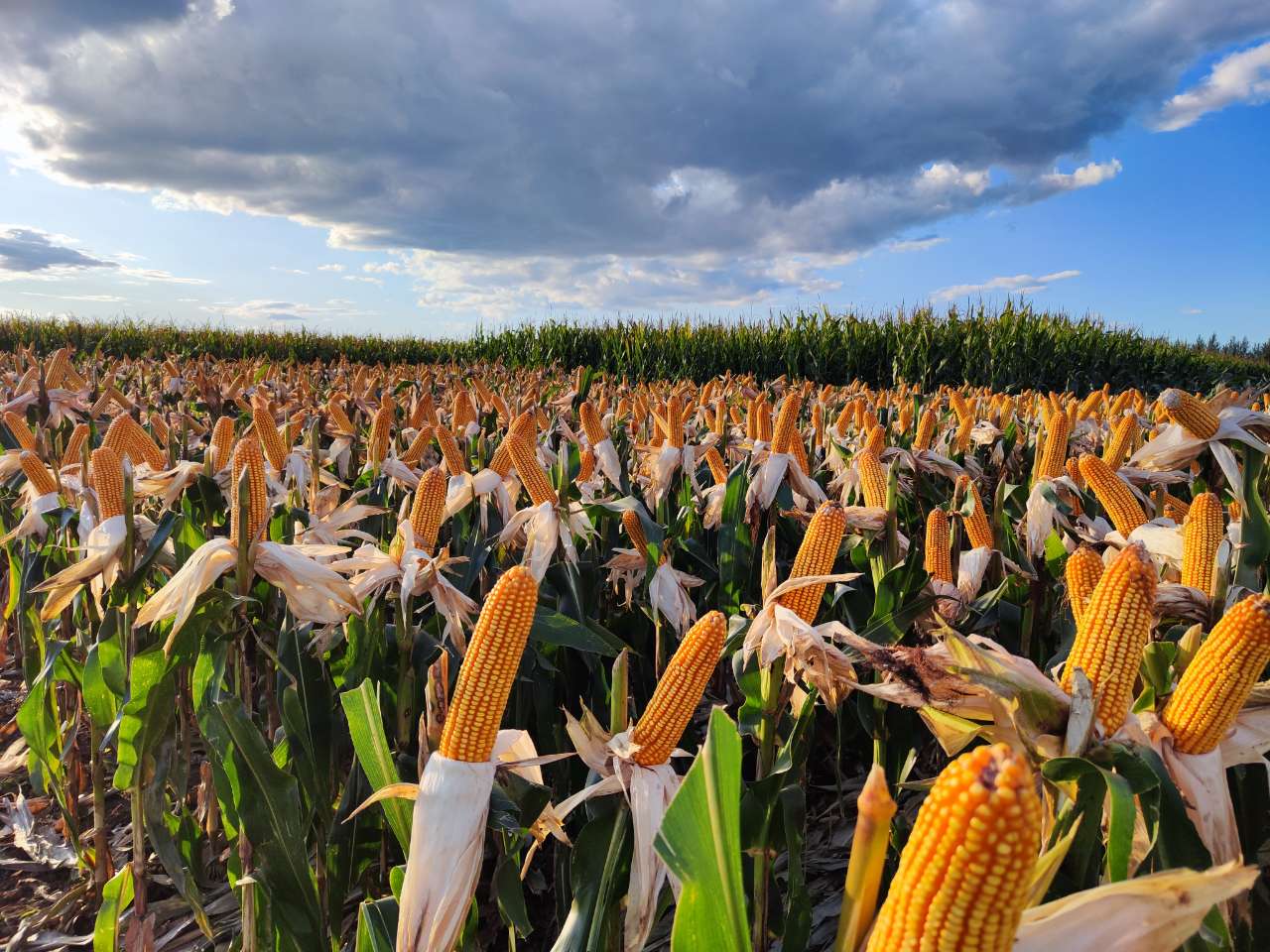 IMG_20230920_163109.jpg IMG_20230920_163109.jpg